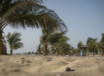 Palm trees against clear sky