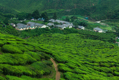 Scenic view of agricultural field