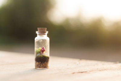 Close-up of small plants in jar on table