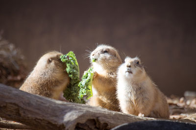 Close-up of marmots