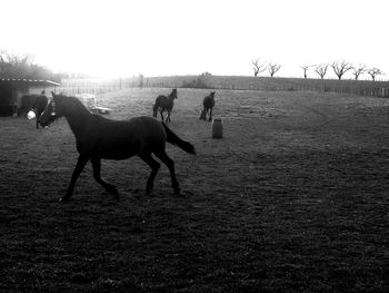 Horses standing on field against clear sky