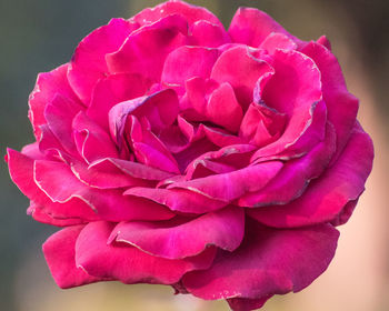 Close-up of pink rose blooming outdoors