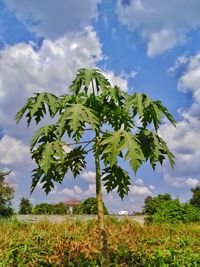 Plant growing on field against sky