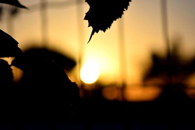 Close-up of silhouette tree against sky during sunset