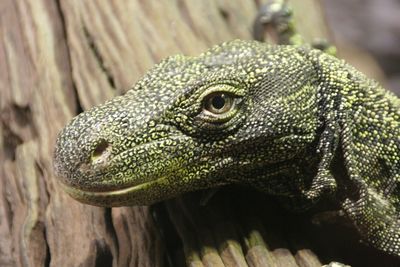 Close-up of komodo dragon