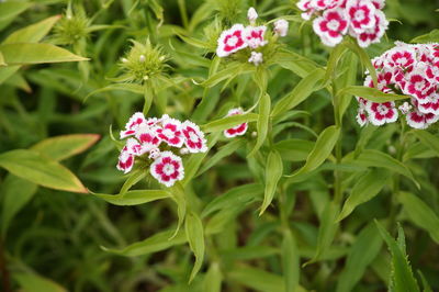 Close-up of pink flowers