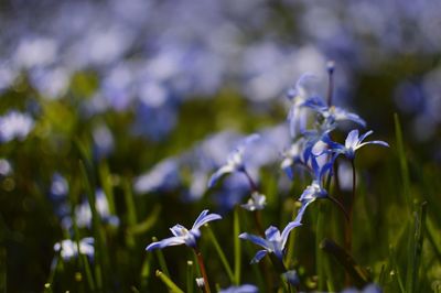 Close-up of purple flowers