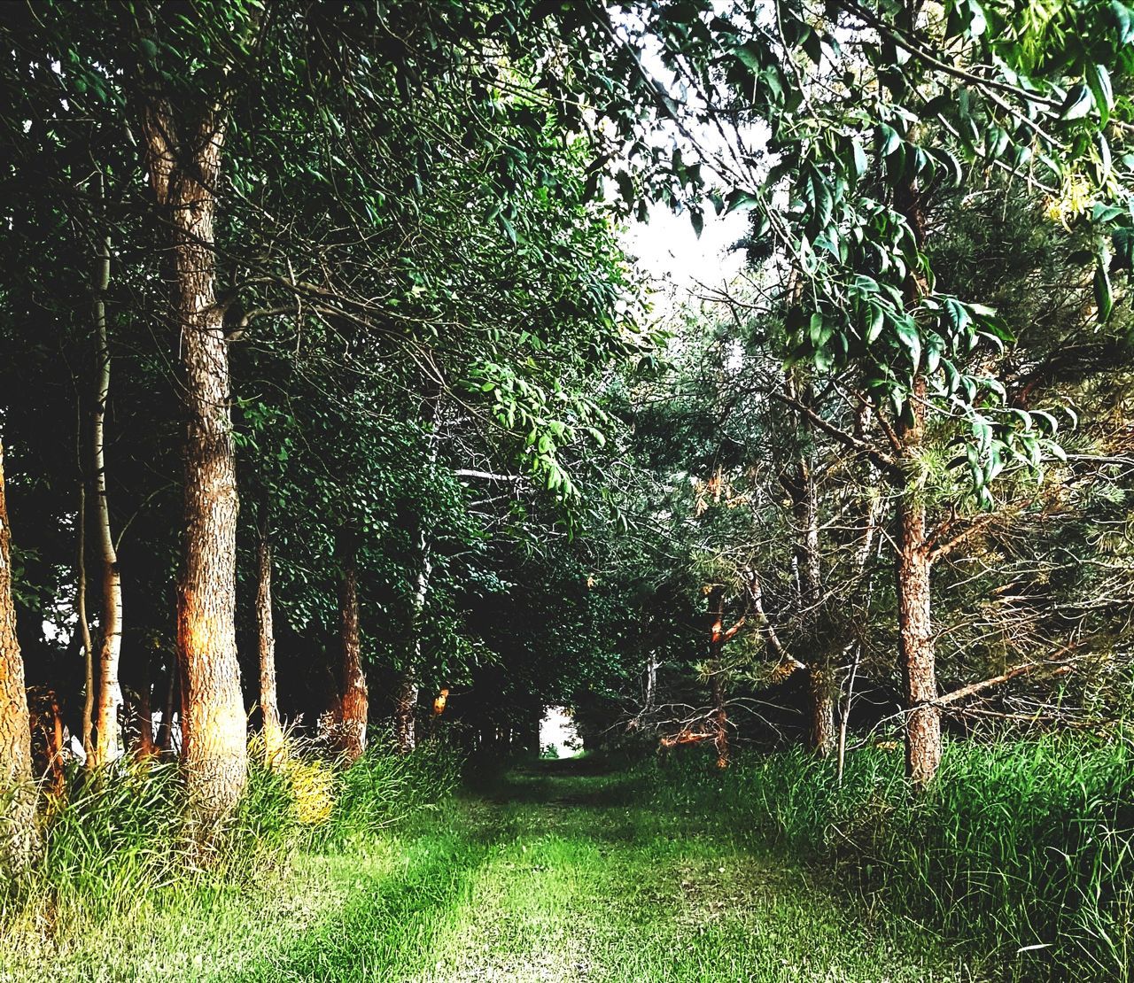 tree, nature, forest, growth, outdoors, tranquility, grass, green color, no people, beauty in nature, day, tree trunk, landscape, branch, scenics