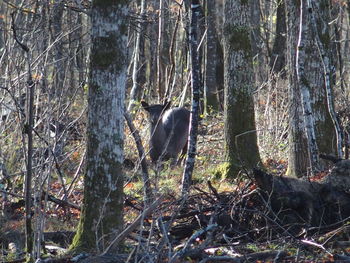 Bare trees in forest