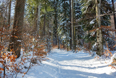 Trees on snow covered landscape