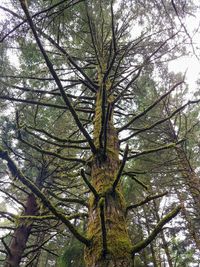 Low angle view of tree in forest