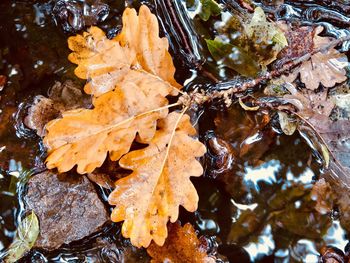 Close-up of dry maple leaves on tree