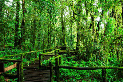 View of footbridge in forest