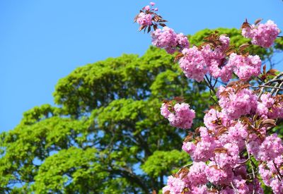 Low angle view of pink flowering plants against blue sky