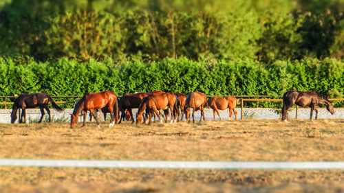 Horses in a field