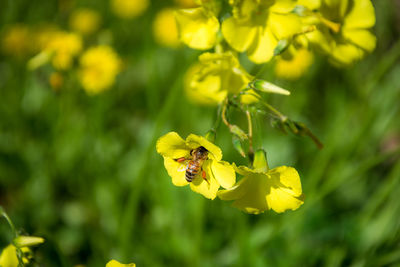 Close-up of bee on yellow flower