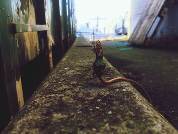 Close-up of lizard on retaining wall