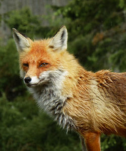 Portrait of fox standing against plants