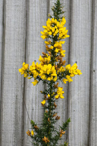 Close-up of yellow flowering plant by fence against bright sun