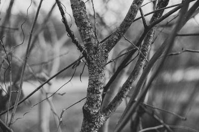 branch