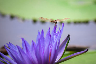 Close-up of honey bee on purple crocus