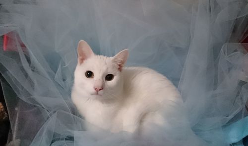 Portrait of white cat