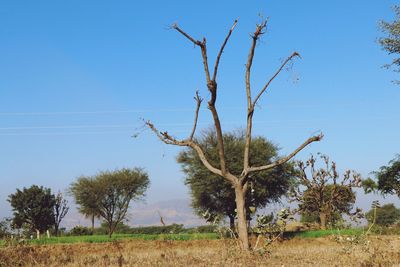 Trees on field against clear blue sky