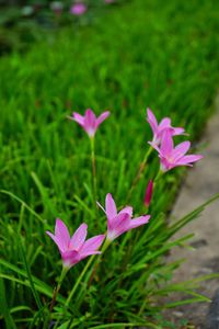 Close-up of crocus blooming outdoors