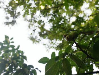 Low angle view of flowers against sky