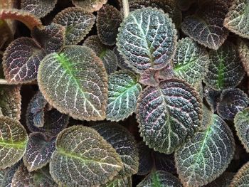Full frame shot of succulent plant