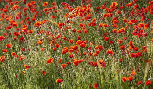 Close-up of red poppies on field