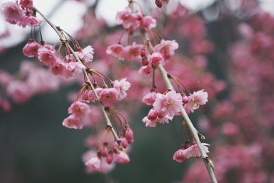 Close-up of cherry blossom