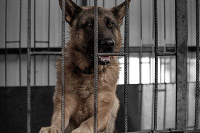 Dog in animal shelter waiting for adoption. portrait of red homeless dog in animal shelter cage.