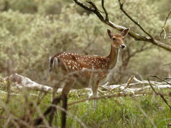 Side view of deer standing on land
