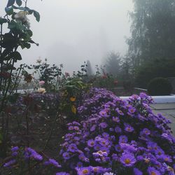 Colorful flowers growing on field against sky