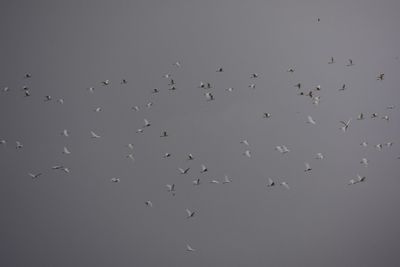 Low angle view of birds flying against sky