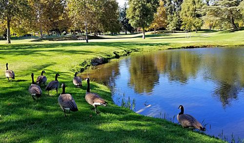 Birds in a lake