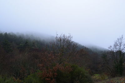 Trees in forest against sky during foggy weather