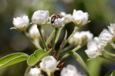 Close-up of insect on white flower