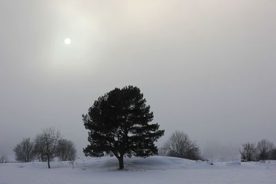 Snow covered trees on field