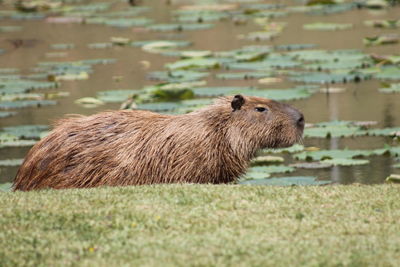 Side view of capybara standing by lake