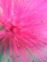 Close-up of pink flower