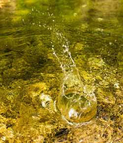 High angle view of jellyfish swimming in water