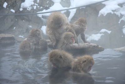 Japanese macaque in hot spring