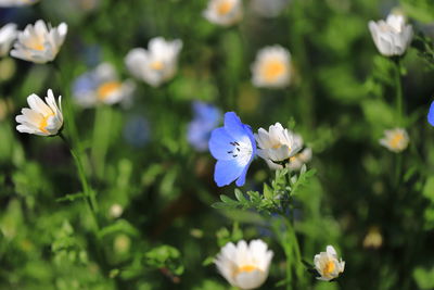 Close-up of white flowering plant on field