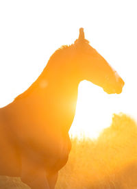 Low angle view of horse during sunrise