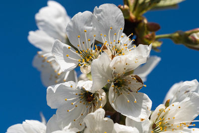 Close-up of white cherry blossoms against sky