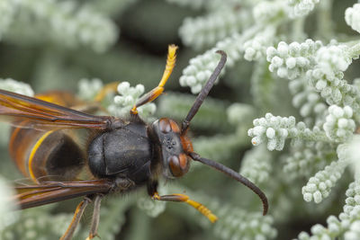 Real vespa velutina or assian wasp macro