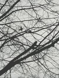 Low angle view of tree against sky