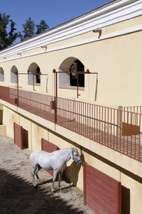 Horse standing in front of building